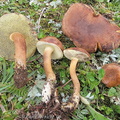 Imleria badia Q subalpina Bumthang Cp DW Ms