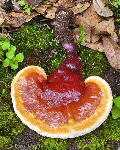 Ganoderma sichuanense Cheri Cp DW Ms.jpg