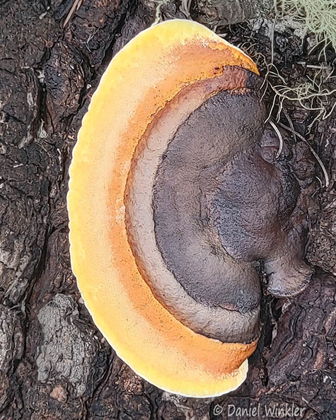 Gloeophyllum sepiarium Haa Cp DW Ms.jpg