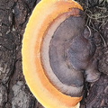 Gloeophyllum sepiarium Haa Cp DW Ms
