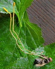 Ophiocordyceps sphecocephala Tsirang Cp DW Ms