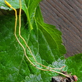 Ophiocordyceps sphecocephala Tsirang Cp DW Ms