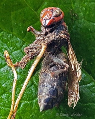 Ophiocordyceps sphecocephala wasp Tsirang Cp DW Ms