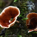 Podoscypha Q Phajoding DW Ms