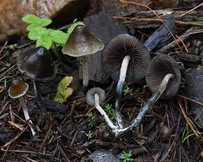 Psilocybe 3 Haa DW Ms