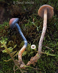 Psilocybe Pobjikha DW Ms