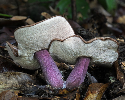 Tylopilus plumbeoviolaceus 2 Damphu DW Ms