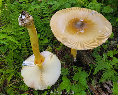 Amanita hemibapha Disp Haa Cp DW Ms
