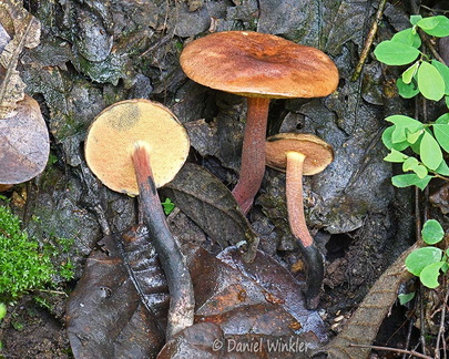 Bolete small bluing Chari DW Ms