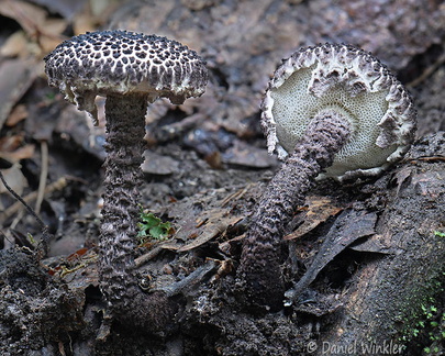 Strobilomyces Damphu Disp DW Ms