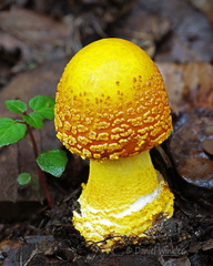 Amanita flavoconia Genekha DW Ms