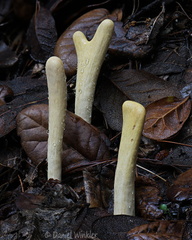 Clavariadelphus Genekha DW Ms