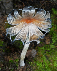 Coprinopsis atramentaria cap Genekha DW Ms