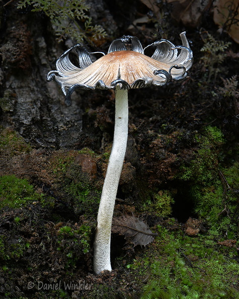 Coprinopsis atramentaria Genekha DW Ms.jpg