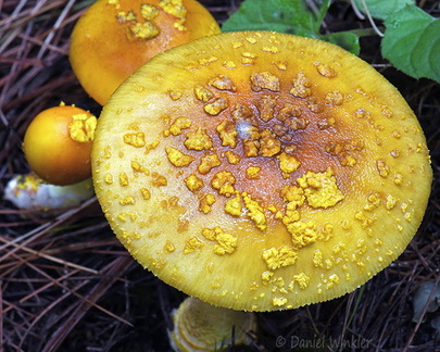 Amanita cap veil yellow Haa DW Ms