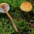 Cystoderma Disp Pobjikha DW Ms