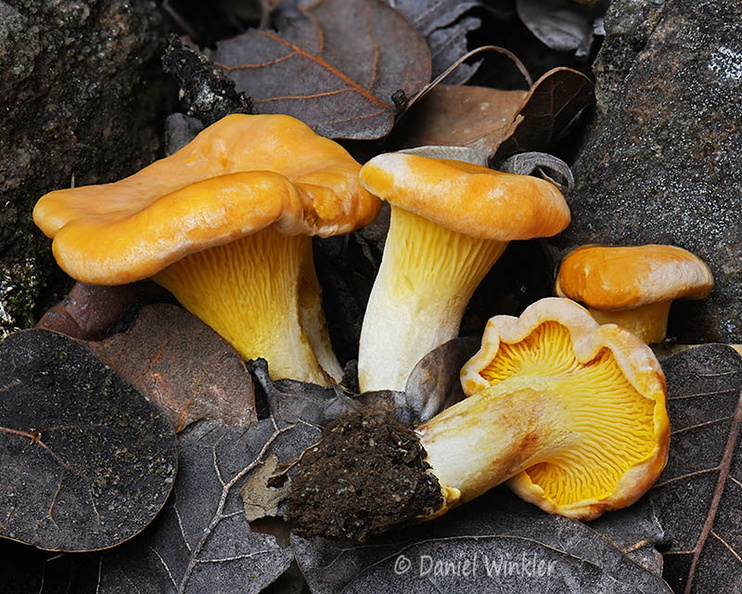 Cantharellus cibarius Disp Genekha DW Ms.jpg