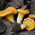 Cantharellus cibarius Disp Genekha DW Ms