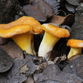 Cantharellus cibarius 3 Genekha DW Ms