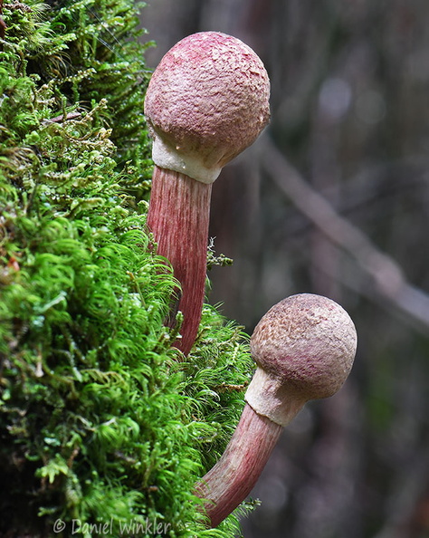 Boletellus emodensis 2 young CheleLa DW Ms.jpg