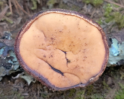 Galiella rufa Phajoding Cp DW Ms