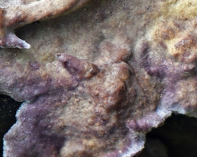 Crust Ogyen detail DW Ms