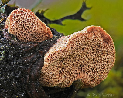 Hapalopilus nidulans Pobjikha DW Ms