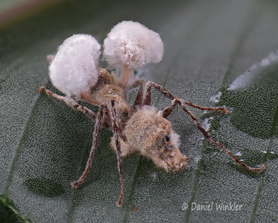 Ophiocordyceps binnata Villagarzon DW Ms