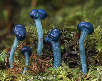 Leotia 5 Pitalito DW Ms