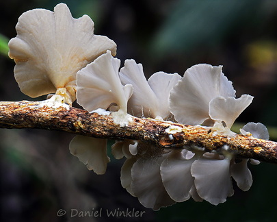 Inflatostereum glabrum pores PuertoAsis DW Ms