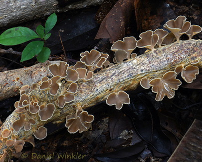 Inflatostereum glabrum PuertoAsis scale DW Ms