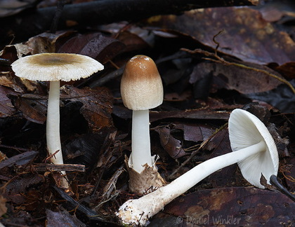Amanita Villagarzon DW Ms