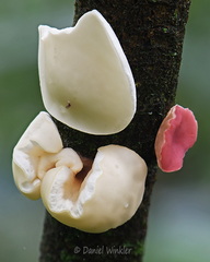 Philipsia domingensis forma alba Villagarzon DW Ms