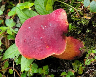 Lanmaoa Q Pobjikha Cp DW Ms