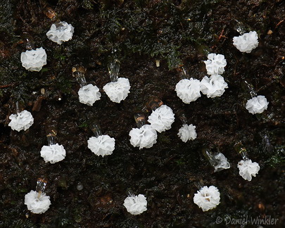 Ceratiomyxa morchella 20 Villagarzon DW Ms