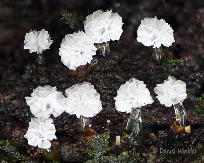 Ceratiomyxa morchella Villagarzon DW Ms
