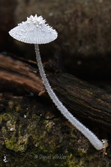 Mycena spinosissima Flaky Bonnet Villagarzon DW Ms