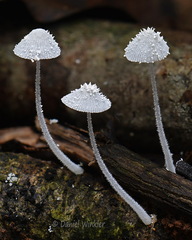 Mycena spinosissima Flaky Bonnet 3 Villagarzon DW Ms