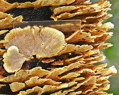 Trametes Villagarzon Disp scale Detail DW Ms