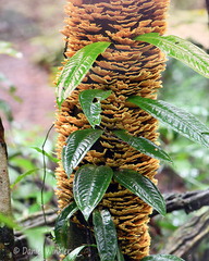 Trametes Villagarzon DW Ms