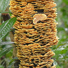 Trametes Villagarzon Disp scale DW Ms