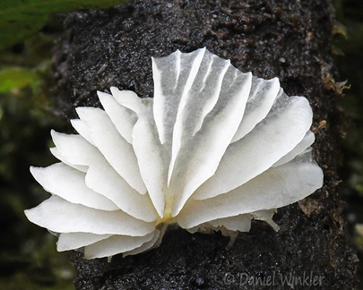 Agaric white Monte Loro DW Ms