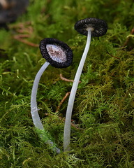 Parasola 2 LagunaCocha DW Ms