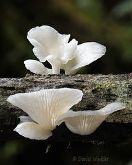 Pleurotus MonteLoro DW Ms