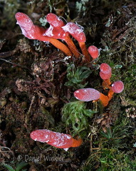 Cordyceps nidus Chichihui V DW Ms