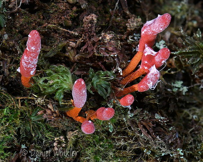 Cordyceps nidus Chichihui DW Ms