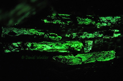 bioluminescent wood  MonteLoro DW Ms