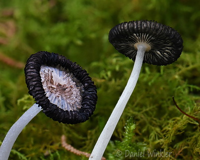 Parasola caps Laguna Cocha DW Ms