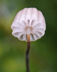 Adrosaceus gils Monte Loro DW Ms