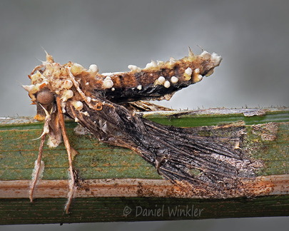 Akanthomyces Monte Loro DW Ms